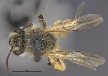 Media type: image;   Entomology 15073 Aspect: habitus dorsal view